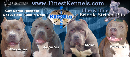 pitbull puppies for sale in ct. Find Blue Nose Pitbull Puppies